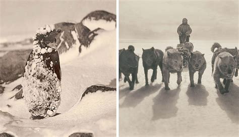 Rare And Amazing Photographs From The First Australasian Antarctic ...