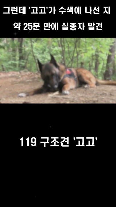 119 구조견 고고 Youtube