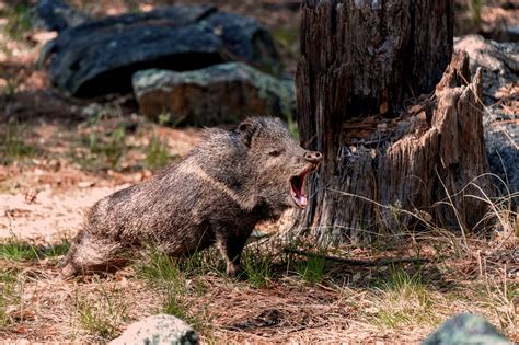 Javelina Bite Wound