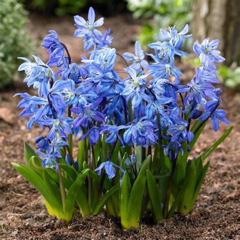 Scilla Siberica Blue. These cute little cobalt blue parasols, often ...