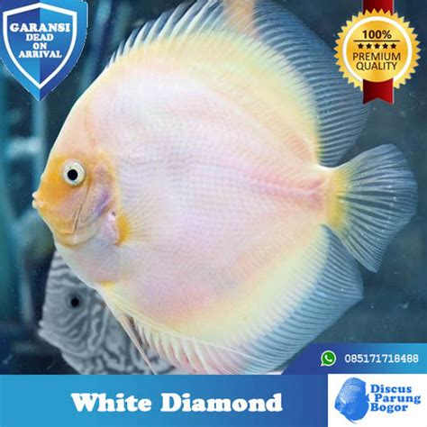 Jual Ikan Discus White Diamond 3 Inch Kab Bogor Discus Parung