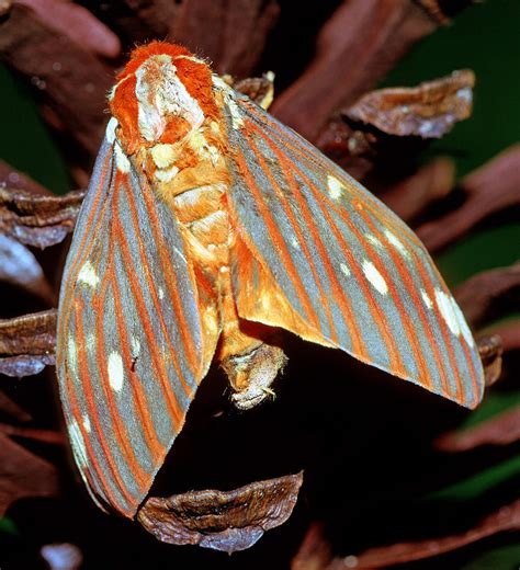 Regal Moth Citheronia Regalis Photograph By Millard H Sharp Fine Art