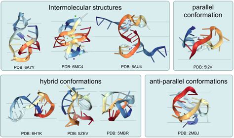 Structural Diversity Of G Quadruplexes G Quadruplexes Structures May