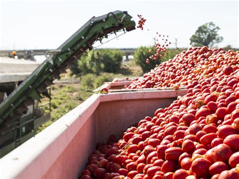 Increase In The Production Of Tomatoes For The Processing Industry