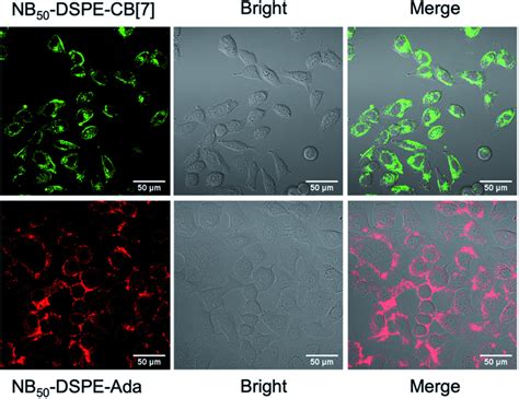 CLSM Images Of PC 3 And DC 2 4 Cells Modified With NB50 DSPE CB 7