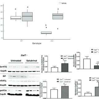 Galactosemic Stress Induced Eif Phosphorylation In Galt Deficient