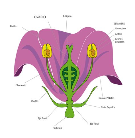 Flores Partes De La Flor