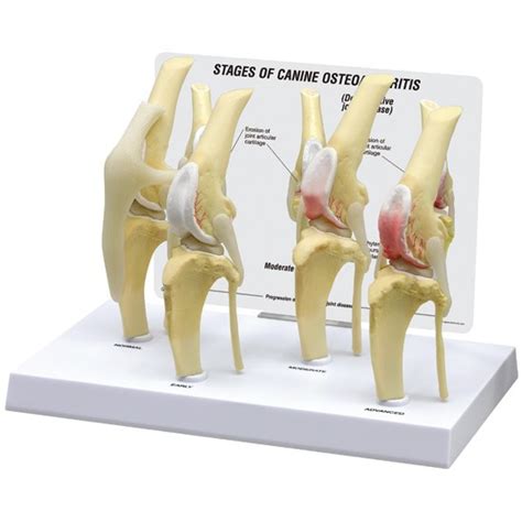 Canine Knee Anatomical Model 4 Stage Osteoarthritis