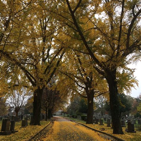 Locating specific plots in rock creek cemetery washington 10