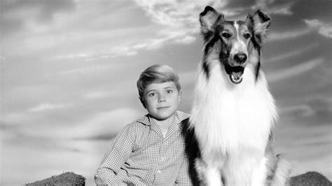 Lassie 1994 Wallpapers Wallpaper Cave