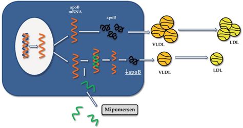 Fig 3 Mechanism Of Action Of Mipomersen Prevention And