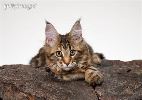 Young Maine Coon Cat 이미지 1250533077 게티이미지뱅크