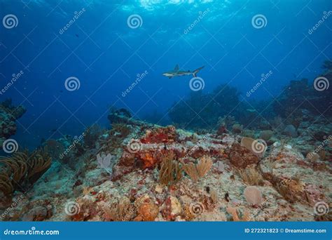 Marine Life On The Reefs Off The Dutch Caribbean Island Of Sint Maarten