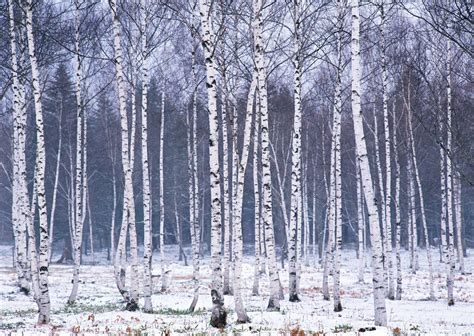 White Birch Wallpapers - Top Free White Birch Backgrounds - WallpaperAccess