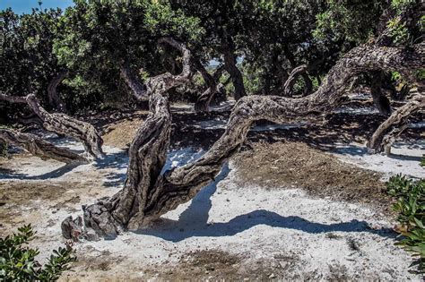 Adopt A Magical Chios Mastiha Tree By The Sea