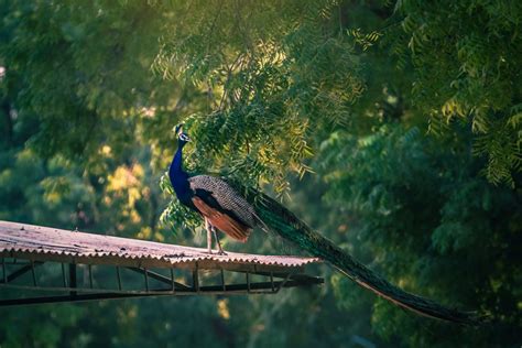 What Sound Does A Peacock Make Birdwatcher Haven