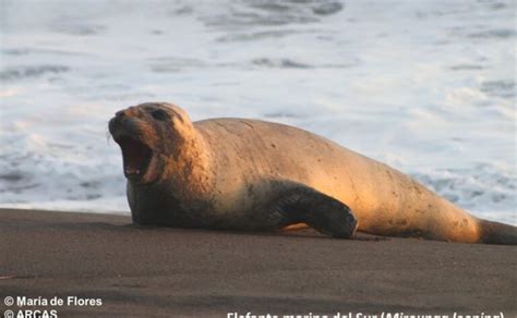 Captan A Elefante Marino Descansando En Playas Del Pacífico De