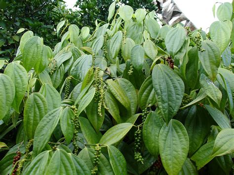 Black Pepper Diseases And Pests Description Uses Propagation