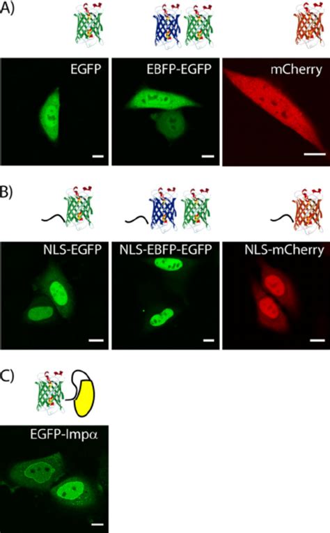 Subcellular Localization Of Constructs Upon Transfection A Shown Is