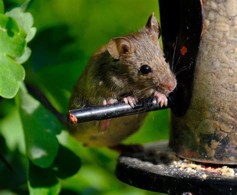 Muis In Stadstuin Tuin Onder Tegels Stock Afbeelding Image Of