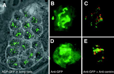 Dinitroaniline Treatment Blocks Cytokinesis Producing Parasites With