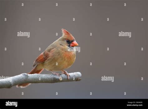 Northern Cardinal Cardinalis Cardinalis Cardinalis Common Subspecies