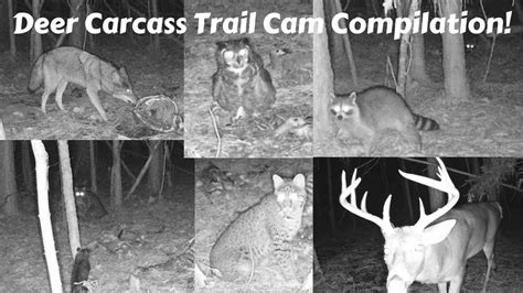 Deer Carcass Trail Cam Youtube