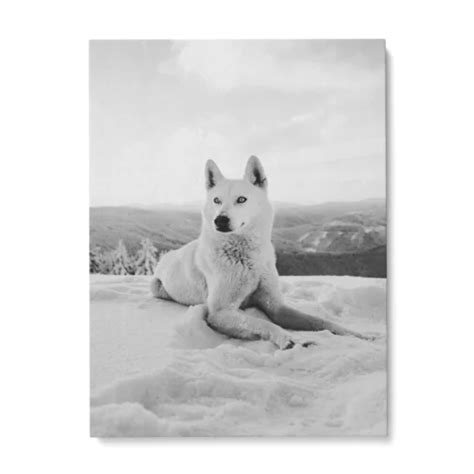 Poster Loup Noir Et Blanc Off Pure