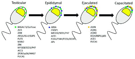 The Incorporation Of Proteins With Sperm Zona Pellucida Zp Binding