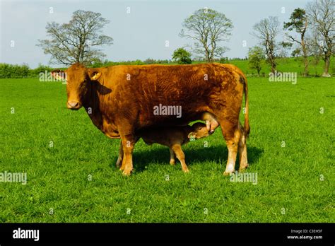 Farm animals blue sky uk hi-res stock photography and images - Alamy