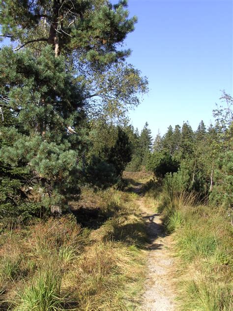 Westweg Wandern Auf Dem Westweg 3 Etappe Forbach Hornisgrinde