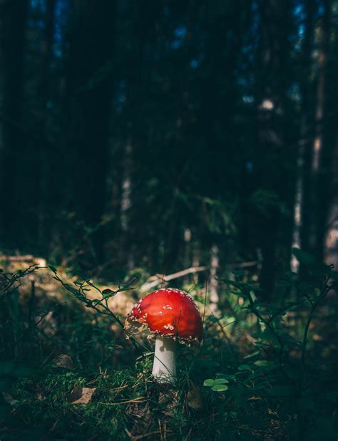 X Wallpaper Red And White Mushroom Peakpx