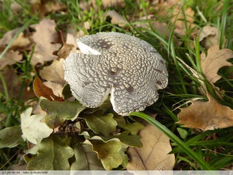 Biodiv Sone Fiche Amanite Panth Re Amanita Pantherina