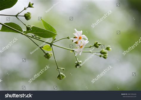 night flowering jasmine garden images stock  vectors