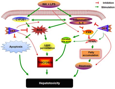 Frontiers Dexamethasone Pretreatment Alleviates Isoniazid