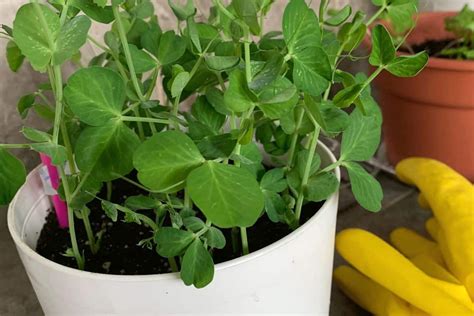 Apartment Homesteading How To Homestead In A Rental An Off Grid Life