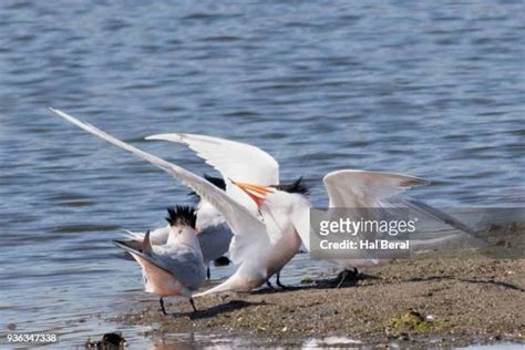 Pair Of Terns Photos And Premium High Res Pictures Getty Images