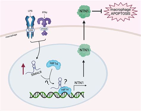 Human Macrophage Long Intergenic Noncoding RNA SIMALR Suppresses