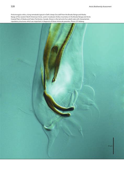 PDF Parasites In Terrestrial Freshwater And Marine Systems