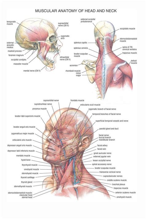 Muscular Anatomy Of Head And Neck Detailed Educational Science Etsy Uk