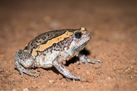 Kaloula Pulchra Banded Bullfrog Nong Phai Phetchabun Flickr