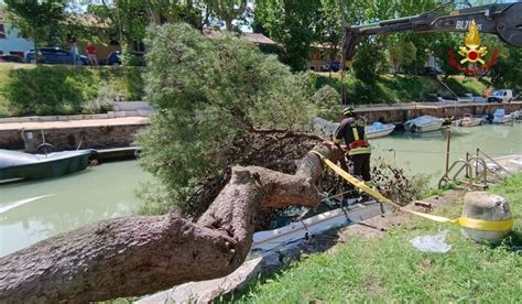 Maltempo Marche Grosso Pino Cade Su Un Imbarcazione A Fano