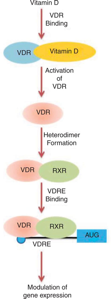 Figure Vitamin D Signaling Pathway The Multiple Sclerosis