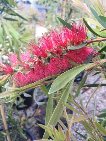 Callistemon Citrinus X Viminalis Harkness Advanced Trees