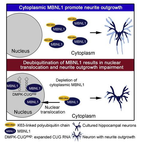 Ubiquitination Of Mbnl1 Is Required For Its Cytoplasmic Localization And Function In Promoting