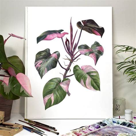 Aaron Apsley On Instagram Here S My Finished Philodendron Pink