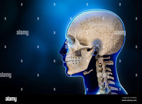 Lateral Or Profile View Of Human Skull Bones With Cervical Vertebrae