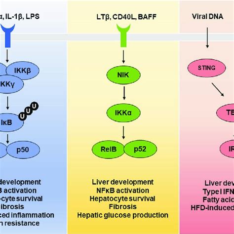 Pdf Roles Of Iκb Kinases And Tank Binding Kinase 1 In Hepatic Lipid