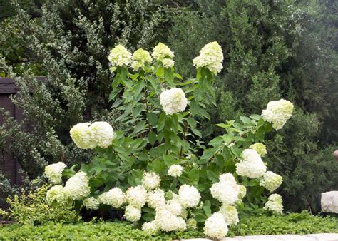 Hydrangea Limelight - Tree Top Nursery & Landscape Inc.