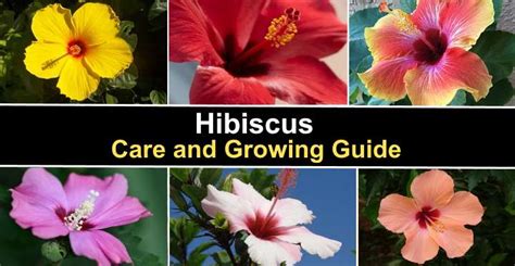 Hibiscus The Complete Care And Growing Guide Golden Spike Company